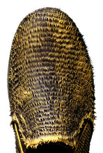 Load image into Gallery viewer, Soil Shade Poemotion Sneakers